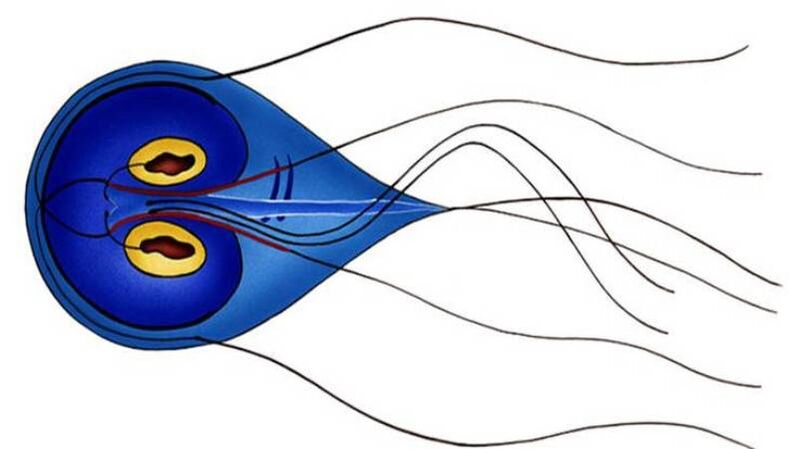 Giardia, паразит в тънките черва на човека